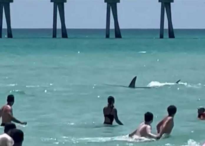 Foto: Una mujer es atacada por un tiburón en Nueva York/ Cortesía