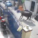 Arrestan al dueño de una vaca que embistió gravemente a niña en calle de India Foto: Arrestan al dueño de una vaca que embistió gravemente a niña en calle de India/ Cortesía