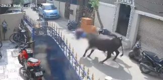 Foto: Arrestan al dueño de una vaca que embistió gravemente a niña en calle de India/ Cortesía