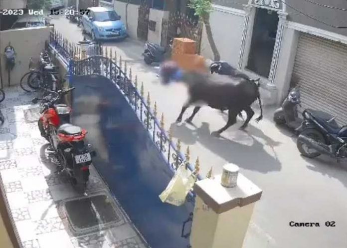 1 Foto: Arrestan al dueño de una vaca que embistió gravemente a niña en calle de India/ Cortesía