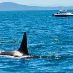 ¿Actuaron por miedo? Turistas disparan a orcas desde un velero ¿Actuaron por miedo? Turistas disparan a orcas desde un velero