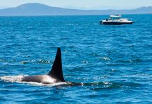 ¿Actuaron por miedo? Turistas disparan a orcas desde un velero ¿Actuaron por miedo? Turistas disparan a orcas desde un velero