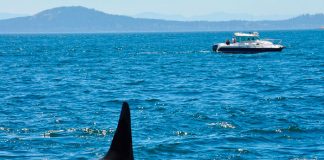 ¿Actuaron por miedo? Turistas disparan a orcas desde un velero