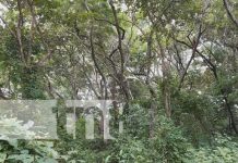 Finca agroecológica el Buen Pastor: una inversión de años en Nandaime Finca agroecológica el Buen Pastor: una inversión de años en Nandaime