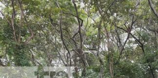 Finca agroecológica el Buen Pastor: una inversión de años en Nandaime