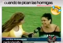 Reportera se ploma en la grama al picarles unas hormigas (video)