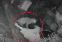 ¡A bastonazos! Abuelita pelea contra un jaguar que la atacó (Video) ¡A bastonazos! Abuelita pelea contra un jaguar que la atacó (Video)
