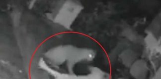 ¡A bastonazos! Abuelita pelea contra un jaguar que la atacó (Video)