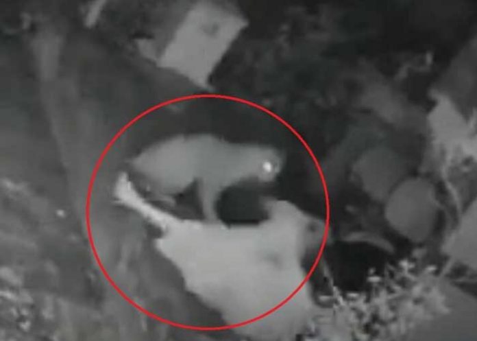 ¡A bastonazos! Abuelita pelea contra un jaguar que la atacó (Video)