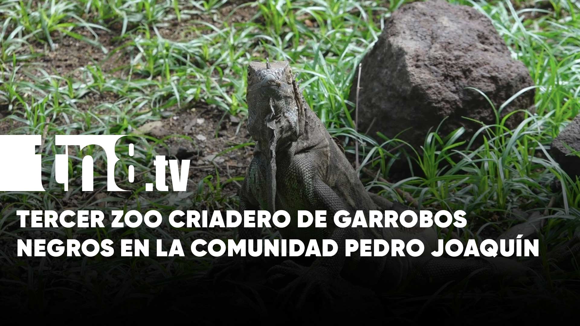 Un nuevo zoo criadero de garrobos negros fue inaugurado en Nandaime