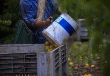 Fuertes lluvias dejan 600 millones de dólares en pérdidas de agro en Chile Foto: Fuertes lluvias dejan 600 millones de dólares en pérdidas de agro en Chile / Cortesía