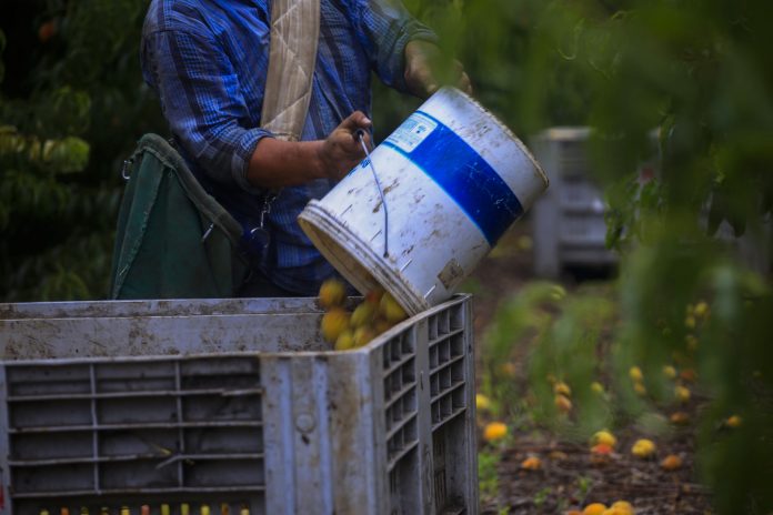 Foto: Fuertes lluvias dejan 600 millones de dólares en pérdidas de agro en Chile / Cortesía