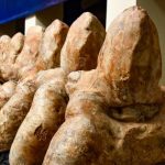 Paleontólogos buscan los restos del Perucetus colossus Paleontólogos buscan los restos del Perucetus colossus
