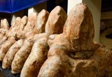 Paleontólogos buscan los restos del Perucetus colossus Paleontólogos buscan los restos del Perucetus colossus