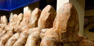 Paleontólogos buscan los restos del Perucetus colossus