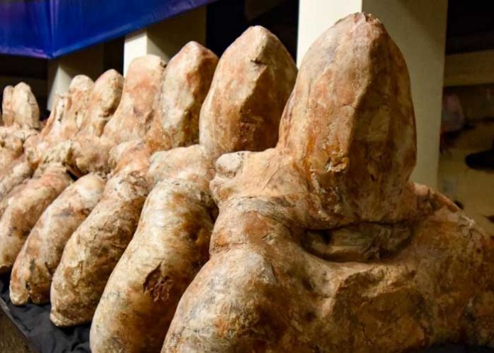 2 Paleontólogos buscan los restos del Perucetus colossus