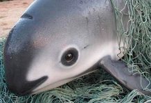Lanzan alerta de extinción internacional para la «vaquita marina» en México Lanzan alerta de extinción internacional para la "vaquita marina" en México
