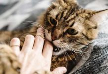 Ciencia: Hombre mordido por gato callejero contrae una infección desconocida Ciencia: Hombre mordido por gato callejero contrae una infección desconocida