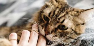 Ciencia: Hombre mordido por gato callejero contrae una infección desconocida