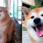 Foto: Muere 'Cheems', el Pionero de los Memes y Stickers: Detalles y Raza / Cortesía