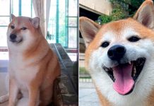 Foto: Muere 'Cheems', el Pionero de los Memes y Stickers: Detalles y Raza / Cortesía