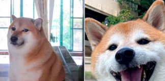 Foto: Muere 'Cheems', el Pionero de los Memes y Stickers: Detalles y Raza / Cortesía