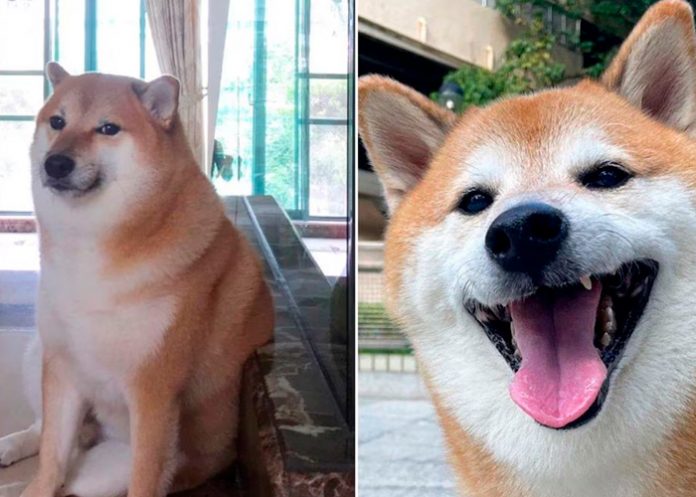 Foto: Muere 'Cheems', el Pionero de los Memes y Stickers: Detalles y Raza / Cortesía