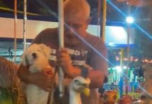 ¡Qué bonito! Hombre sube a su perrito a un carrusel como si fuera un niño