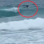 Aseguran que el huracán Hilary arrastró una sirena en playa de Tijuana