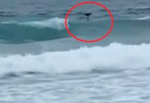 Aseguran que el huracán Hilary arrastró una sirena en playa de Tijuana