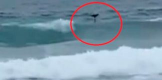 Aseguran que el huracán Hilary arrastró una sirena en playa de Tijuana