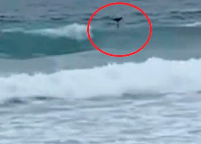 2 Aseguran que el huracán Hilary arrastró una sirena en playa de Tijuana