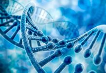 ¡Asombroso! Descubren gen que podría ayudar a los humanos a vivir más tiempo ¿Gen podría ayudar a los humanos a vivir más tiempo?