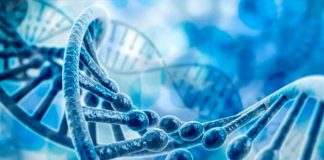 ¿Gen podría ayudar a los humanos a vivir más tiempo?