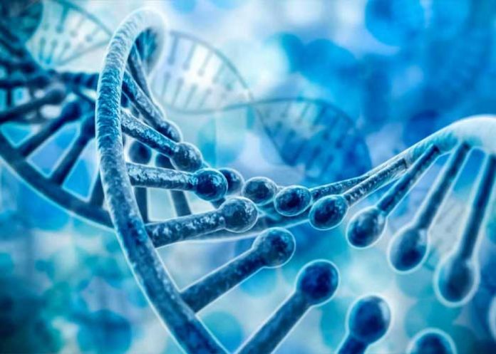 ¿Gen podría ayudar a los humanos a vivir más tiempo?