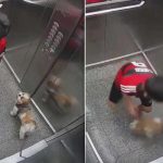 Viral: Niño de 11 años salva a su perrita de morir ahorcada en el ascensor Viral: Niño de 11 años salva a su perrita de morir ahorcada en el ascensor
