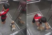 Viral: Niño de 11 años salva a su perrita de morir ahorcada en el ascensor