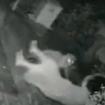 ¡Abuelita luchona! Sopapió a un jaguar que la quería atacar (video) ¡Abuelita luchona! Sopapio a un jaguar que la quería atacar (video)