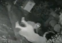 ¡Abuelita luchona! Sopapio a un jaguar que la quería atacar (video)