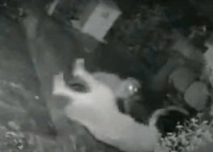 ¡Abuelita luchona! Sopapio a un jaguar que la quería atacar (video)