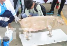 Productos y bioinsumos se producen en INATEC con estudiantes en Siuna Productos y bioinsumos se producen en INATEC con estudiantes en Siuna