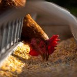 Libre de influenza aviar se declara el país de Argentina