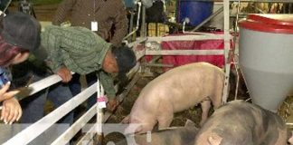 Reportan excelentes ventas en al Feria Ganadera Managua 2023