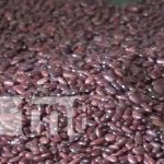 Productores de Jinotega con altas expectativas en cosecha de primera en frijoles Productores de Jinotega con altas expectativas en cosecha de primera en frijoles