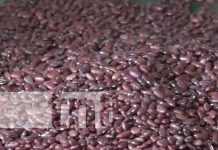 Productores de Jinotega con altas expectativas en cosecha de primera en frijoles
