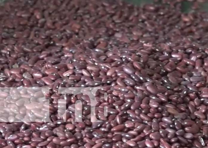 Productores de Jinotega con altas expectativas en cosecha de primera en frijoles
