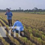 Productores tendrán acceso a tecnologías agropecuarias y aumentarán la producción Delegación Nicaragüense refuerza vínculos agropecuarios e industriales con Belarús