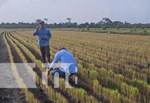 Delegación Nicaragüense refuerza vínculos agropecuarios e industriales con Belarús