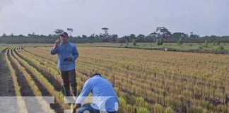 Delegación Nicaragüense refuerza vínculos agropecuarios e industriales con Belarús