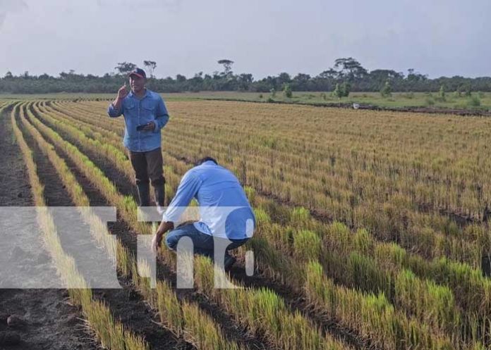 Delegación Nicaragüense refuerza vínculos agropecuarios e industriales con Belarús